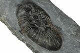 Thysanopeltis Trilobite - Boudib, Morocco #351293-3
